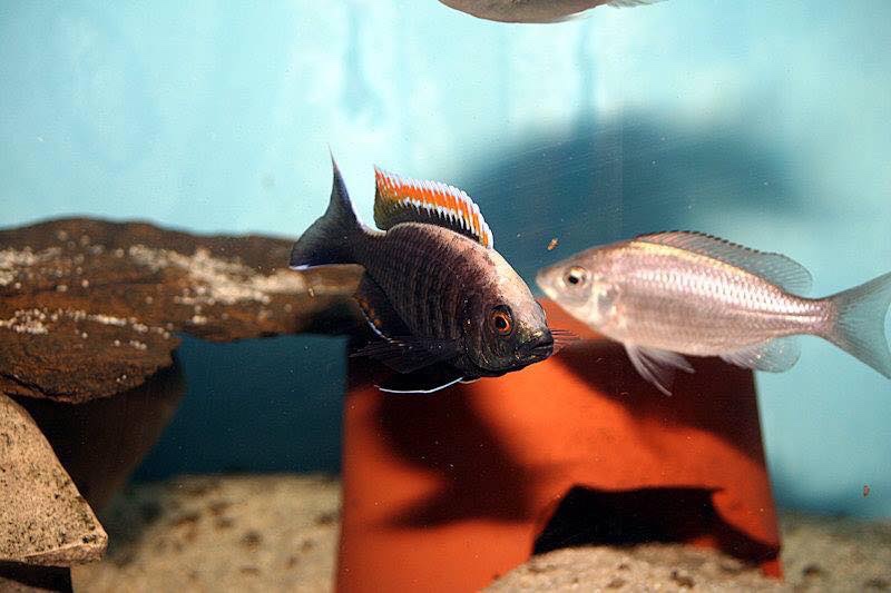 Copadichromis sp. 'firecrest' Gome